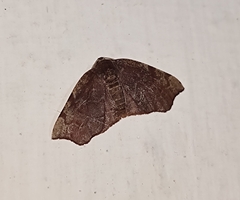 Achrosis