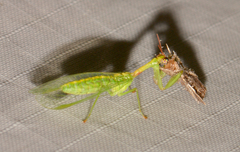 Zeugomantispa minuta