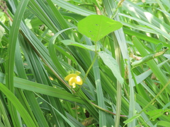 Vigna angularis nipponensis