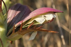 Acanthus spinosus