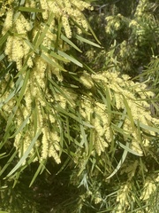 Acacia
