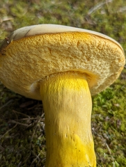 Boletus auripes