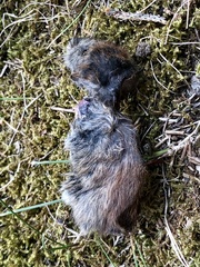 Clethrionomys gapperi