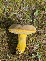Boletus auripes