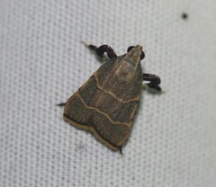 Parachma ochracealis