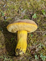 Boletus auripes