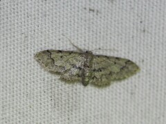 Idaea pervertipennis