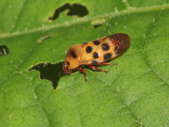 Cosmoscarta septempunctata