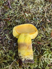 Boletus auripes