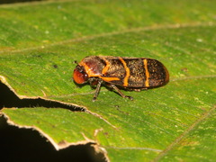 Phymatostetha stalii