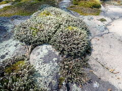 Hedwigia ciliata