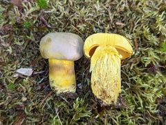 Boletus auripes