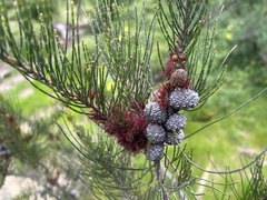 Allocasuarina