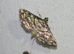 Hileithia magualis