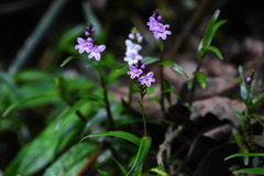 Epidendrum fimbriatum