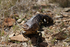 Tiliqua rugosa