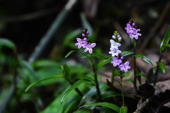 Epidendrum fimbriatum