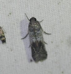 Chararica hystriculella