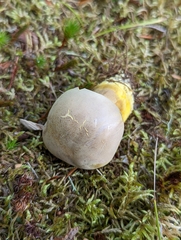 Boletus auripes
