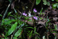 Epidendrum fimbriatum