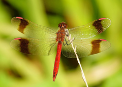 Sympetrum pedemontanum