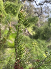 Allocasuarina