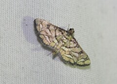 Hileithia magualis