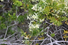 Clematis aristata