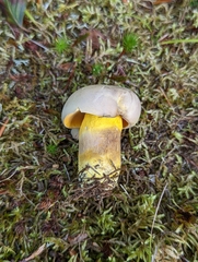 Boletus auripes