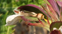 Acanthus spinosus