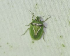 Cyptocephala elegans