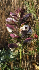 Acanthus spinosus