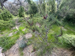 Allocasuarina