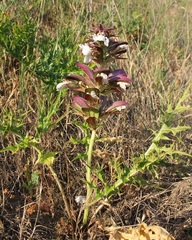 Acanthus spinosus