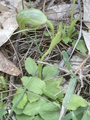 Pterostylis nutans