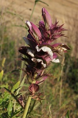 Acanthus spinosus