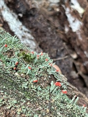 Cladonia cristatella