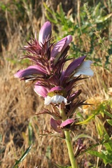 Acanthus spinosus