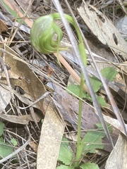 Pterostylis nutans