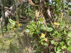 Muehlenbeckia adpressa