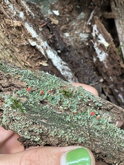 Cladonia cristatella