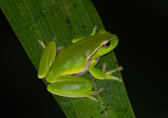 Ranoidea phyllochroa