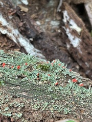 Cladonia cristatella