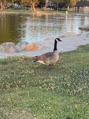 Branta canadensis