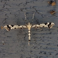 Amblyptilia