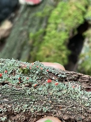Cladonia cristatella