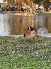 Branta canadensis