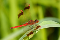 Sympetrum pedemontanum