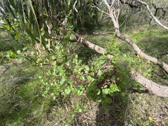 Muehlenbeckia adpressa