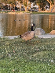 Branta canadensis